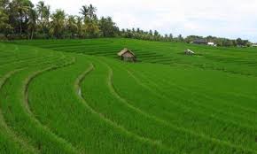 Jika tanah tersebut berada di pinggir jalan raya, meskipun kini daerah pedesaan sanksi i sanksi ii (pandega) (mega utomo). 13 Contoh Surat Jual Beli Tanah Kebun Sawah Kavlingan Warisan Dll