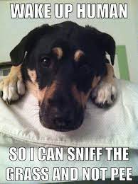 That Must Be What Goes Through Their Minds In The Morning When They Bark And Force You To Wake Up Earlier Than Funny Dog Pictures Funny Animal Memes Dog Memes