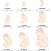 Baby development at 36 weeks. 3