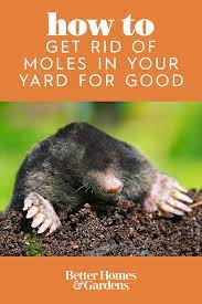 While many people associate mole infestations with grubs in the soil, moles actually prefer to eat earthworms and can appear even if you don't have. How To Get Rid Of The Moles In Your Yard For Good Mole Removal Yard Moles In Yard Get Rid Of Groundhogs