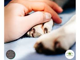 Search pet cremation near me and see what facilities appear on the first page of your search. Willow View Pet Crematorium Walsall