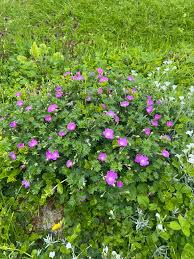 Image result for Geranium sanguineum Max Frei