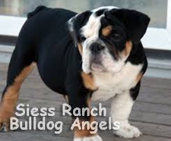Black And White English Bulldog Puppy Akc English Bulldog Puppies English Bulldog For Sale Kansas Black Tri Color Bulldog Puppy Pups Ks Bulldog Puppies English Bulldog Bully Dog