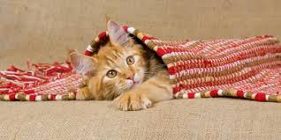 Untuk pembuatan makanan (raw food) pertama siapkan beberapa kilogram daging ayan lalu rebus dengan air panas sampai mendidih kurang lebih 25 menit, setelah itu cincang daging ayam dan berikan pada kucing, dalam raw food dapat juga kita campurkan wet food dan dry food. 8 Makanan Manusia Yang Aman Dikonsumsi Kucing Merdeka Com