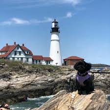 They carry all the supplies you need to raise a dog, cat, rabbit, fish, or bird. A Weekend In Dog Friendly Portland Maine Bringfido