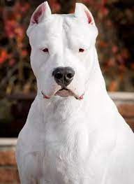 dogo arjantin resimleri 18 guclu dogo argentino fotograf indir dog argentino dog breeds beautiful dogs