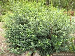 Image result for Halleria