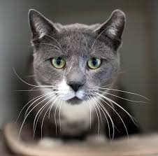 Sanjay gandhi animal care centre animal helpline no & animal ambulance no : Animal Services Wake County Government