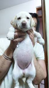 A white golden retriever, is a pale version of a golden retriever. Aimara Labrador Albino Retriever Home Facebook