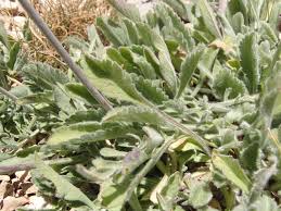 Image result for Scabiosa drakensbergensis