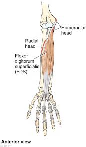Flexor digitorum superficialis (flexor digitorum sublimis) is an extrinsic flexor muscle of the fingers at the proximal interphalangeal joints. Fds Functional Anatomy Of The Hand