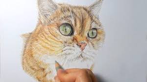 I have been working for a while now on my tiger pencil drawing and getting quite. How To Draw Realistic Cat Fur With Colored Pencils Emmy Kalia Youtube