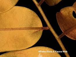 Image result for Platysepalum