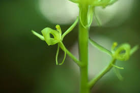 Image result for Liparis bowkeri