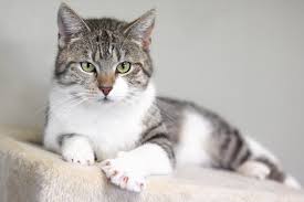 Now all furry friends like dogs, birds, turtles, and more are free. White Tabby Cat Free Images Download Titania Foto