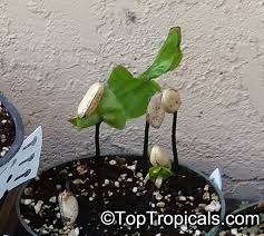 Image result for Uvariodendron