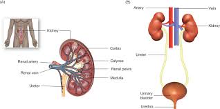 The kidneys reabsorb nutrients from the blood and transport them to where they would best support health. Organ Circulation An Overview Sciencedirect Topics
