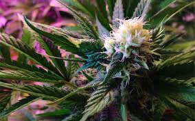 Marijuana plant flowering time lapse. Tips For Growing White Widow Cannabis Leafly