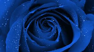 Looking for the best wallpapers? Blue Roses Wallpapers Hd Background Images Photos Pictures Yl Computing