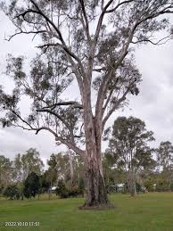 Image result for Eucalyptus tereticornis