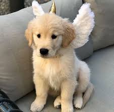Fluffy golden retriever puppy convince his human to sleep inside the fridge! Fluffy Baby Golden Retriever Off 51 Www Usushimd Com