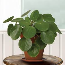 Money plant is a common name for a few different plant species including epipremnum aureum, lunaria annua, and crassul aevata. Chinese Money Plant Visit Logee S To See Chinese Money Plants For Sale