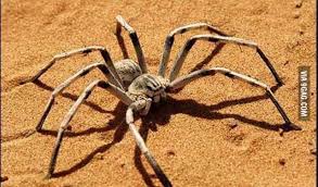 But the biggest ones can get up to six inches long. The Camel Spider King Of The Nope 9gag