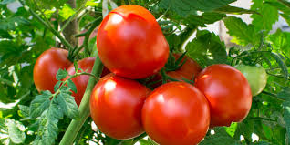 Nutrient content claims low calorie, fat free, saturated fat free, cholesterol free, sodium free, good source of vitamin c, good. Cat Facing Disorder In Tomatoes Zfc Limited
