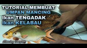 We did not find results for: Tutorial Membuat Umpan Mancing Ikan Kelabau Dan Tengadak Youtube