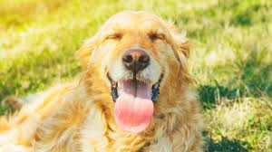 How To Tell If Your Dog S Panting Is Abnormal Mental Floss