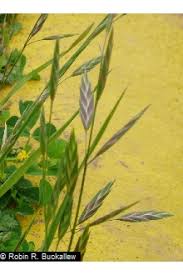Image result for Bromus catharticus