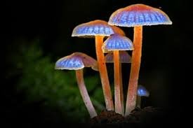 5 Bioluminescent Species That Light Up The World Stuffed Mushrooms Mushroom Lights Fungi