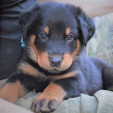 Toy mods, richest city in canada, michele gisoni and mackenzie ziegler together, jugni ji meaning, bdo ascii art, cessna 414 crash north carolina, paper towel. Pin On Beauceron