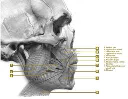 Shop Artists Network Life Drawing Reference Anatomy For Artists Medical Illustration