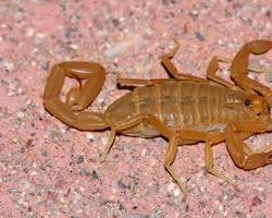 Image of Bark Scorpion