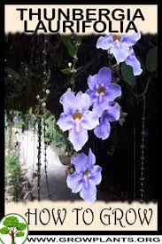 Image result for Thunbergia graminifolia