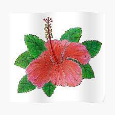 Bunga raya, juga dikenali sebagai bunga sepatu atau kembang. Bunga Raya Posters Redbubble
