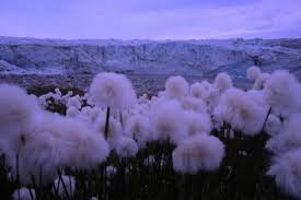 Aesthetic Cotton Flowers Glow Lilac Pastel Plants Purple #purple #pastel goth #pastel grunge #pale #pastel purple #purple aesthetic #aesthetic fashion #pastel colors #hair goals #cute hair #dyed hair #pixel art #pixels #pastel pink #lavender #pastel purple #lilac #baby blue #pastel aesthetic #night sky #pixel aesthetic #moon #stars #nightscape. aesthetic cotton flowers glow lilac