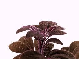 Image result for Solanum supinum