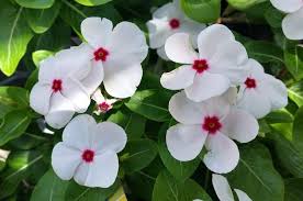 Select florida annual flowers based on the amount of sunlight in the area to be planted. Add Annual Vinca Flower To Gardens And Containers Birds And Blooms
