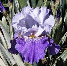 Lucky Streak Iris Garden Most Beautiful Flowers Beautiful Flowers