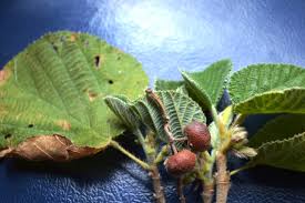 Image result for Grewia villosa