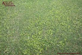 Image result for Hyparrhenia gossweileri