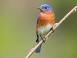 Image of What is New York state bird?