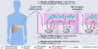 It can cause both acute and chronic infection. Efficient Long Term Amplification Of Hepatitis B Virus Isolates After Infection Of Slow Proliferating Hepg2 Ntcp Cells Journal Of Hepatology