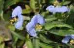 Image result for Commelina triangulispatha