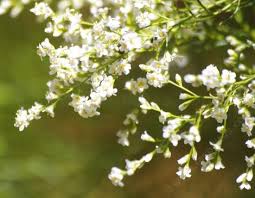 Flowers that bloom in july in california. Pictures And Examples Of A Summer Native Garden In California