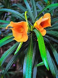 Image result for Cascabela