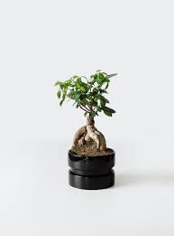 Die kunst des bonsais erstreckt sich jedoch auf weit mehr als nur auf die pflanze in der schale, sie ist in ihrem ursprungsland sogar eine weltanschauung. Hilfreiche Tipps Zur Richtigen Bonsai Pflege Archzine Net