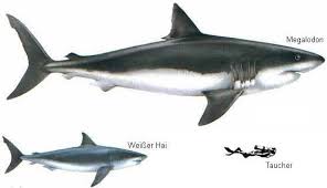 Hace ya tiempo que es habitual que turistas quieren meterse en una jaula rodeados de tiburones. Megalodon Prehistoria Fandom Fandom